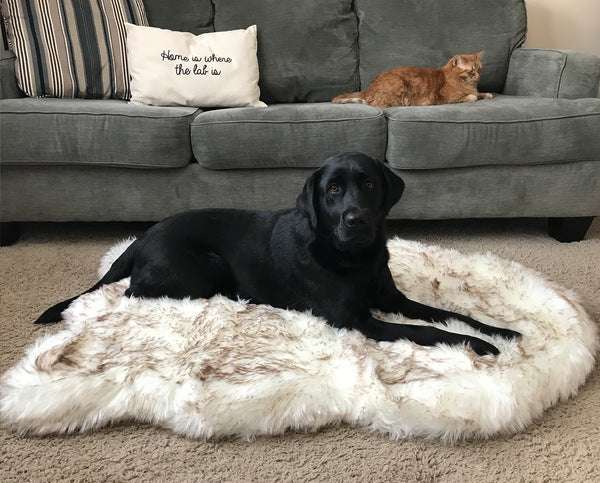 Beige pluchen hondenmat met zwarte hond liggend op zachte huisdiervacht naast bank met kat